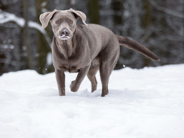 Liv im Schnee-126